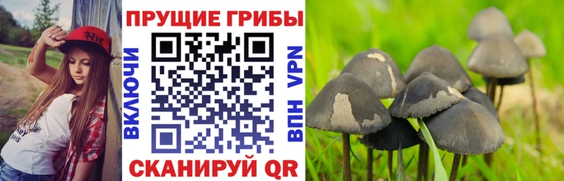 Псилоцибиновые грибы мицелий  Грязовец 
